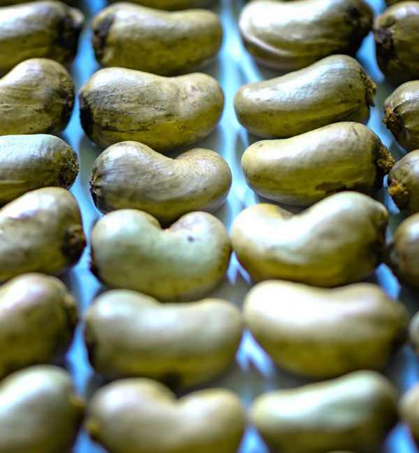 Raw Cashew Nut