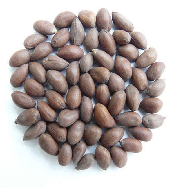 Cotton Seeds